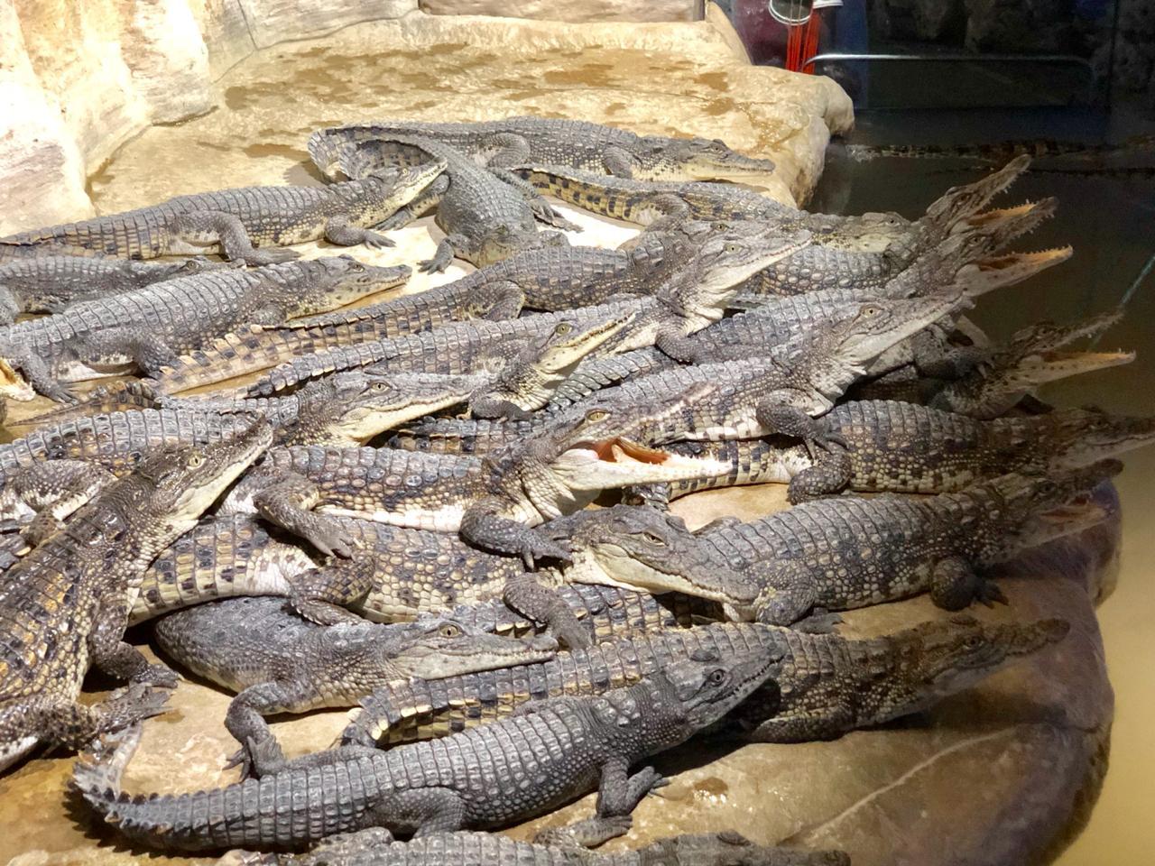 Алуштинский Аквариум