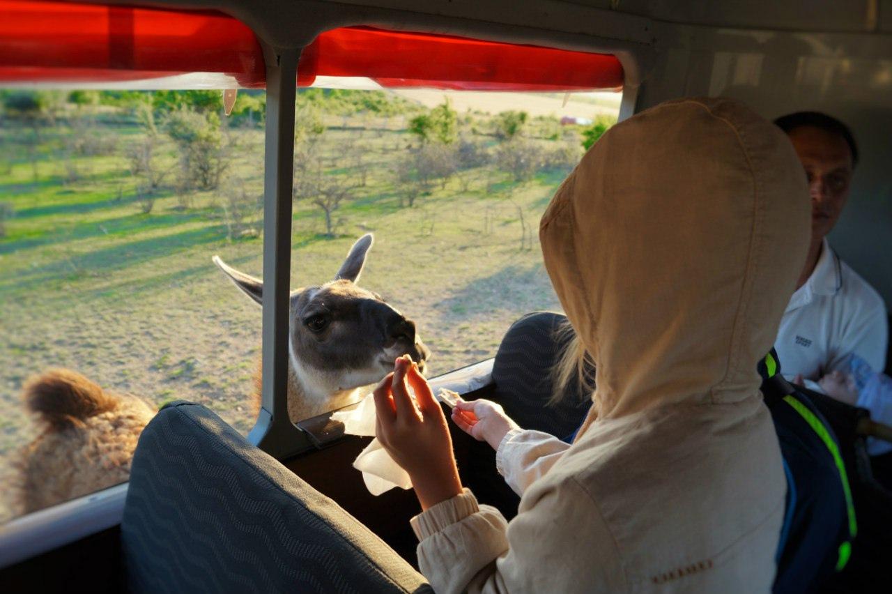 Парк антилоп «Сафари Ранч»