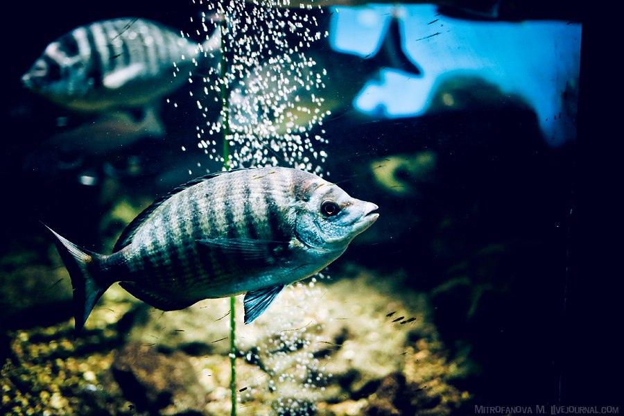 Аквариум-музей