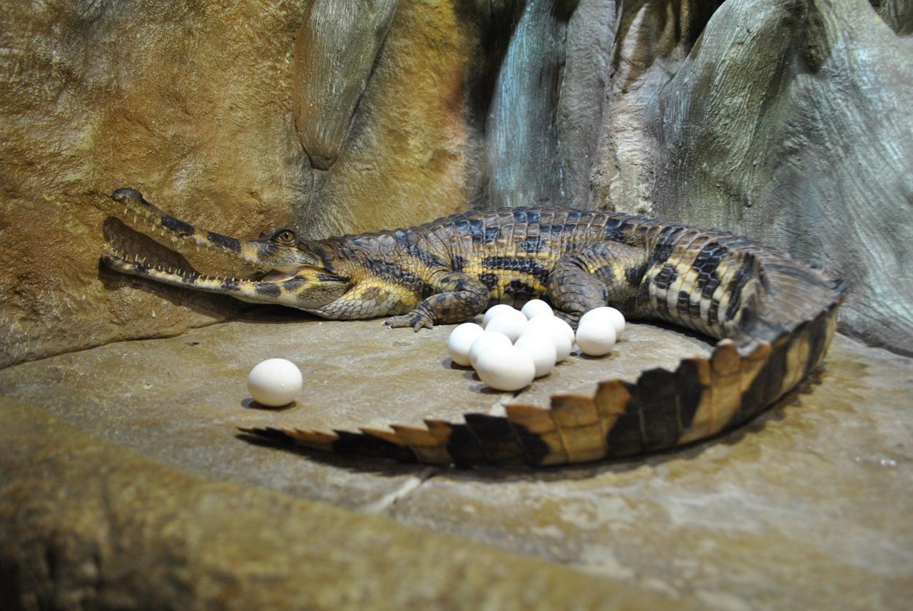 Ялтинский Крокодиляриум